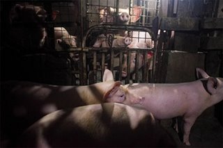 Another QC barangay affected by African Swine Fever