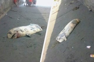 Putol na katawan ng endangered dolphin natagpuan sa baybayin ng Davao City