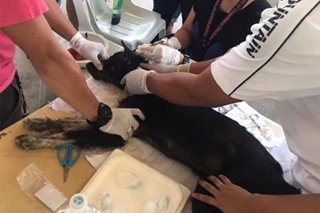 Dog wounded after hacking incident in Cebu