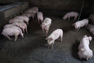 Cholera kills more than 27,000 pigs in Indonesia