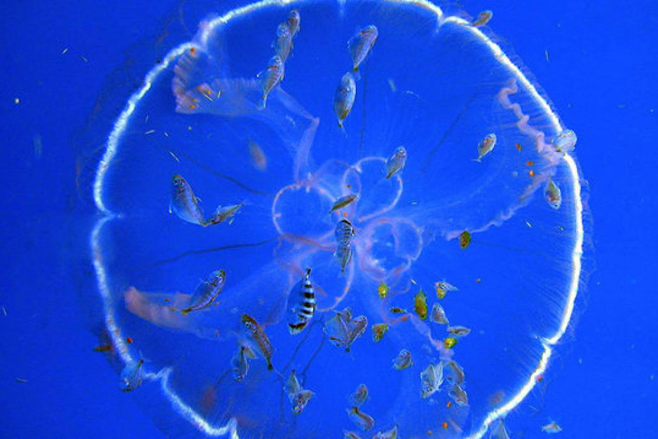 Jellyfish thrive in the man-made disruption of the oceans - ABS-CBN News
