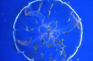 Jellyfish thrive in the man-made disruption of the oceans