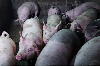 2.5 milyong kilo ng imported na karneng baboy parating: meat importers