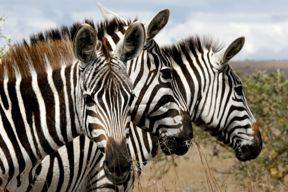 Zebra stripes confuse bloodsucking flies and could inspire anti-bug device Zebra stripes confuse bloodsucking flies and could inspire anti-bug device