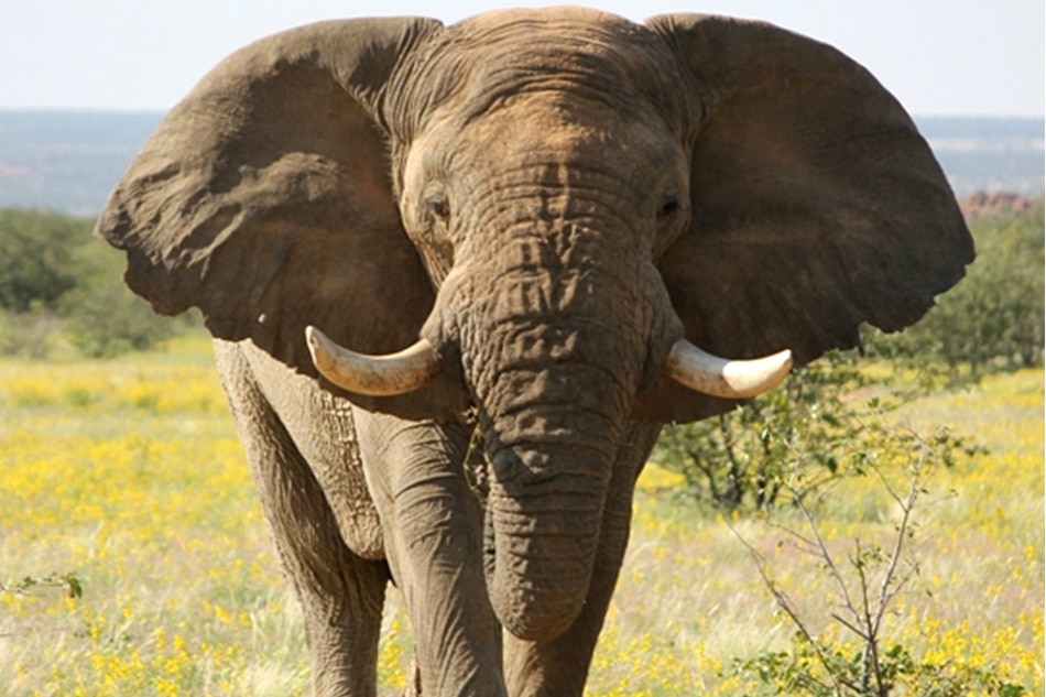 Killing of desert elephant sparks uproar in Namibia | ABS-CBN News