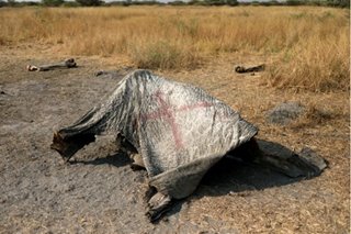 More than 100 elephants die in Botswana in suspected anthrax outbreak