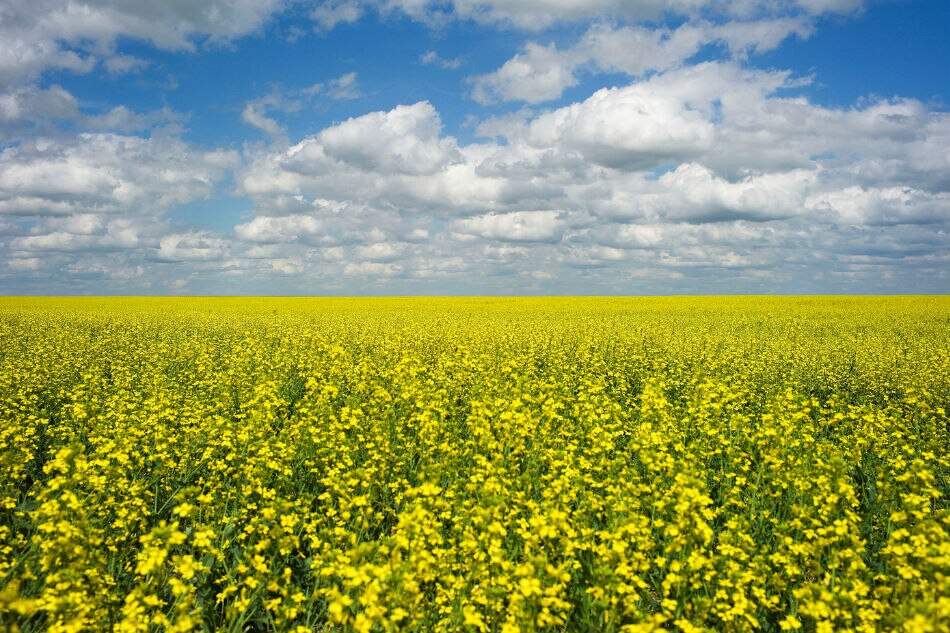 Canada FM decries China halting canola shipments | ABS-CBN News