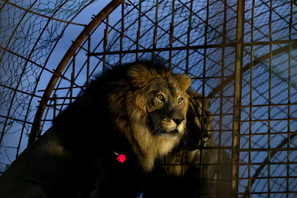 3 lions rescued in Albania sent to the Netherlands 1