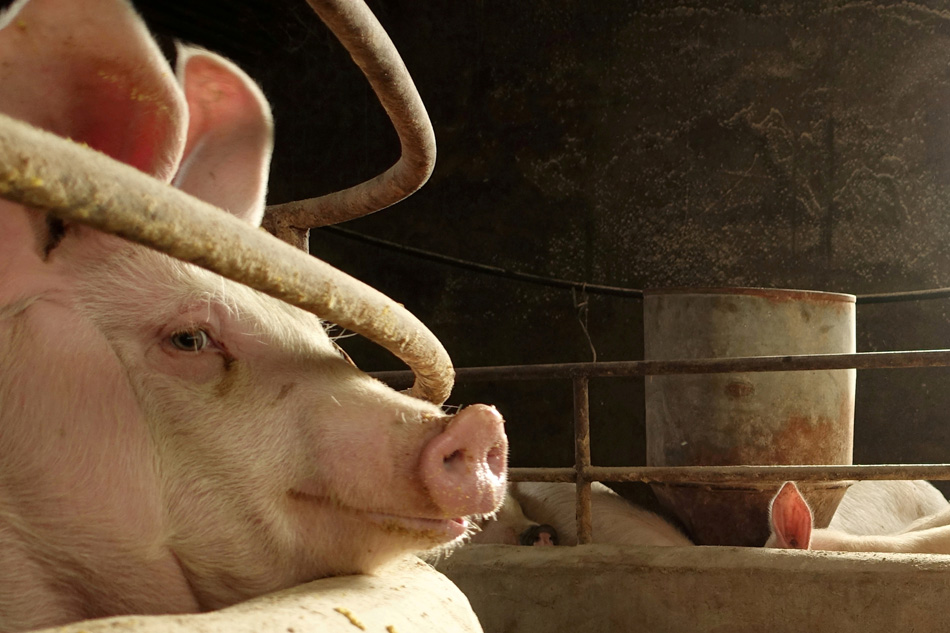 Hog Raisers Raise Concerns Amid African Swine Fever Scare Abs