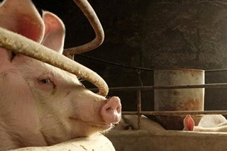 What caused spike in hog deaths?