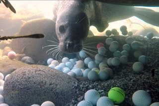 Seals don’t play golf