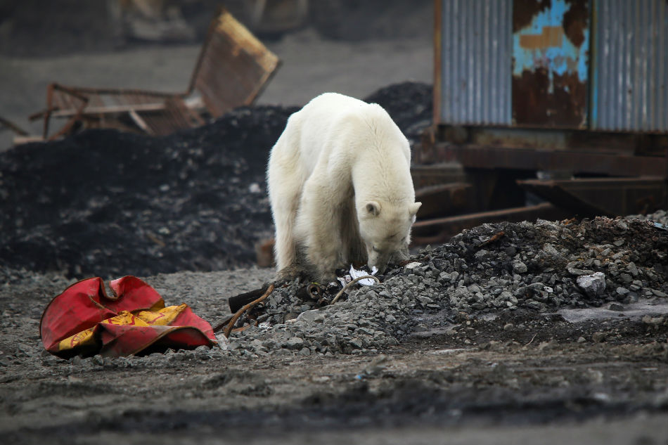 Exhausted Polar Bear Wanders Into Siberian City Abs Cbn News