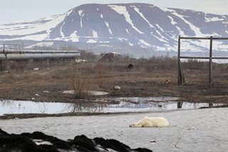 Lost polar bear taken to Siberian zoo for treatment
