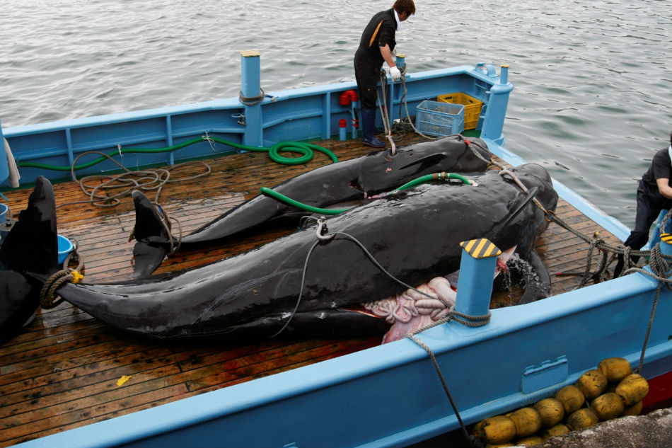 Japanese whalers bring catches ashore after first commercial hunt for three decades Japanese whalers bring catches ashore after first commercial hunt for three decades