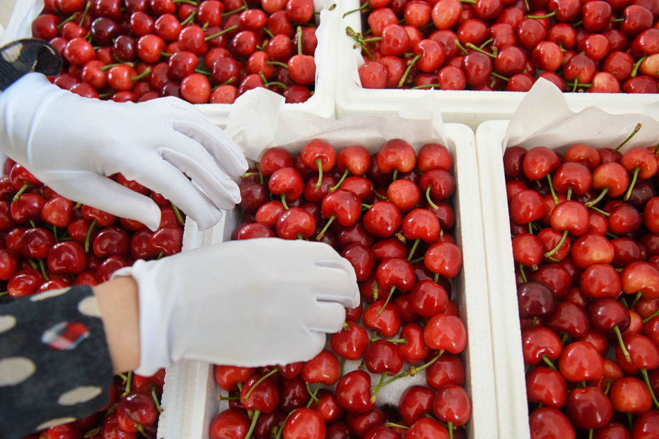 The pits: How China&#39;s US tariff jab choked a cherry import boom 1