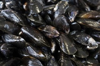 Mussels, 'super-filters' that can help beat water pollution