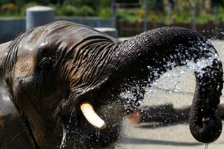 CITES agrees on near-total ban on sending wild elephants to zoos