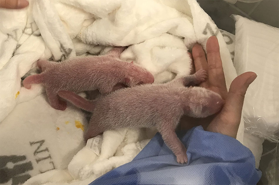 Berlin Zoo delights in rare birth of panda twins 1