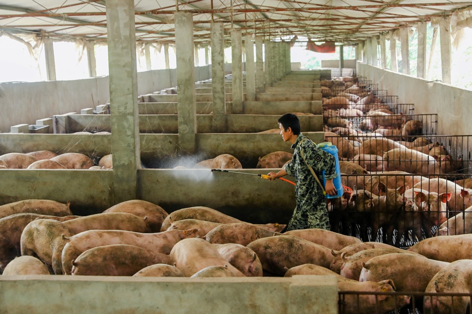 china-bans-south-korea-pig-imports-on-swine-fever-fears-abs-cbn-news