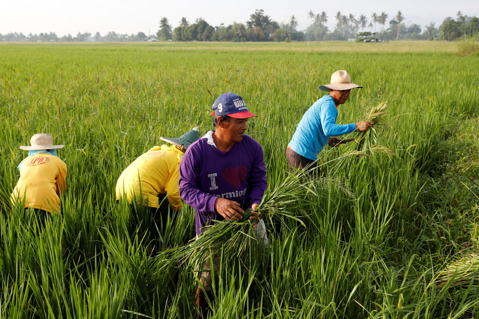 Online Bayanihan Buyers Raise P12 Million For Rice Farmers Abs Cbn News