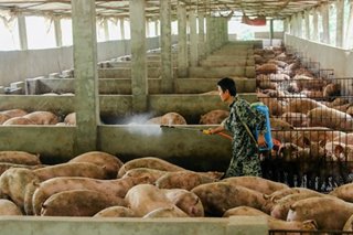 Pig farmers pessimistic as China tries to talk down swine fever