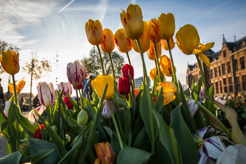 Tulips from Amsterdam? A blooming scam, says new probe 1