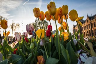 Tulips from Amsterdam? A blooming scam, says new probe