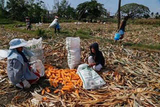 PH to import corn amid shortfall from El Niño