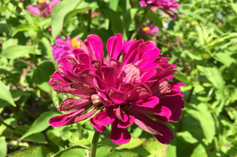 LOOK: Teachers, students transform vacant lot into floral ...