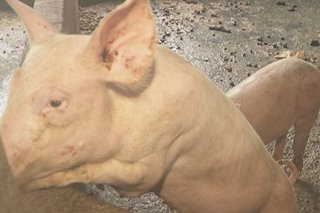 Dumping of dead pigs in Marikina, QC fuels African swine fever fears