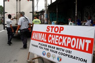 QC mayor says 166 pigs culled in efforts to prevent African swine fever