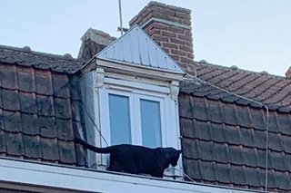 Stray cat? Black panther found roaming rooftops in French city