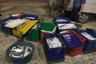 300 kilong bangus na mula sa fish kill, nasabat sa Pangasinan