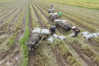 Ilang irrigation projects para sa mga magsasaka atrasado