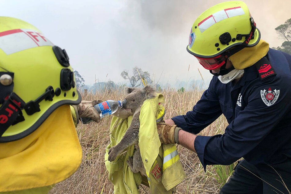 Online Fundraiser For Bushfire Hit Koalas Tops Aus 1 Million Abs