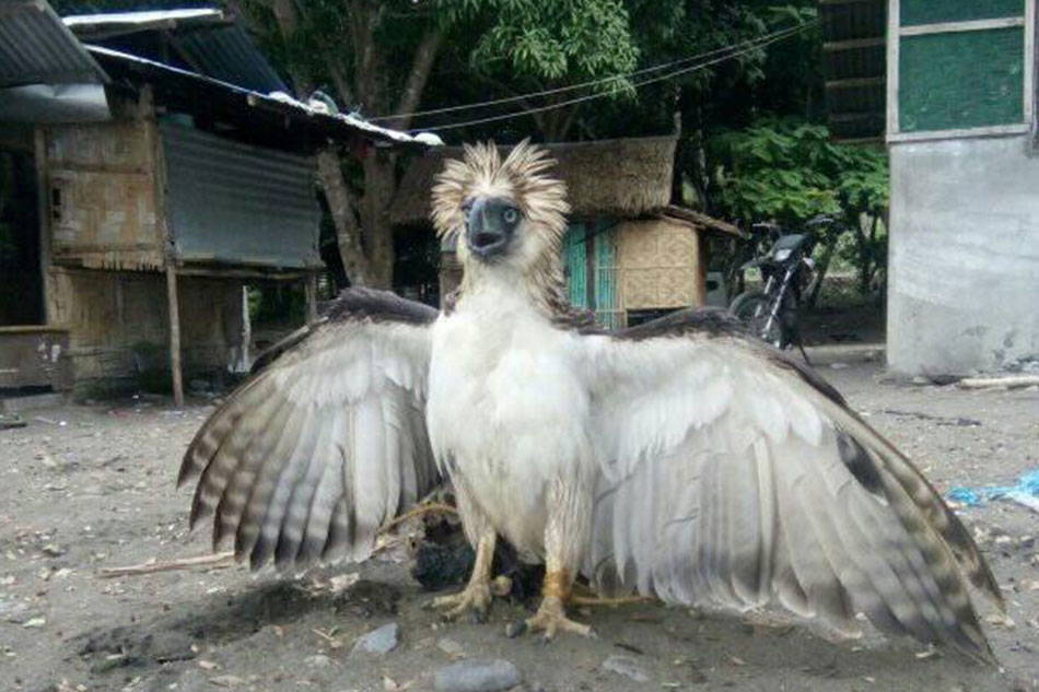 Philippine Eagle Wings