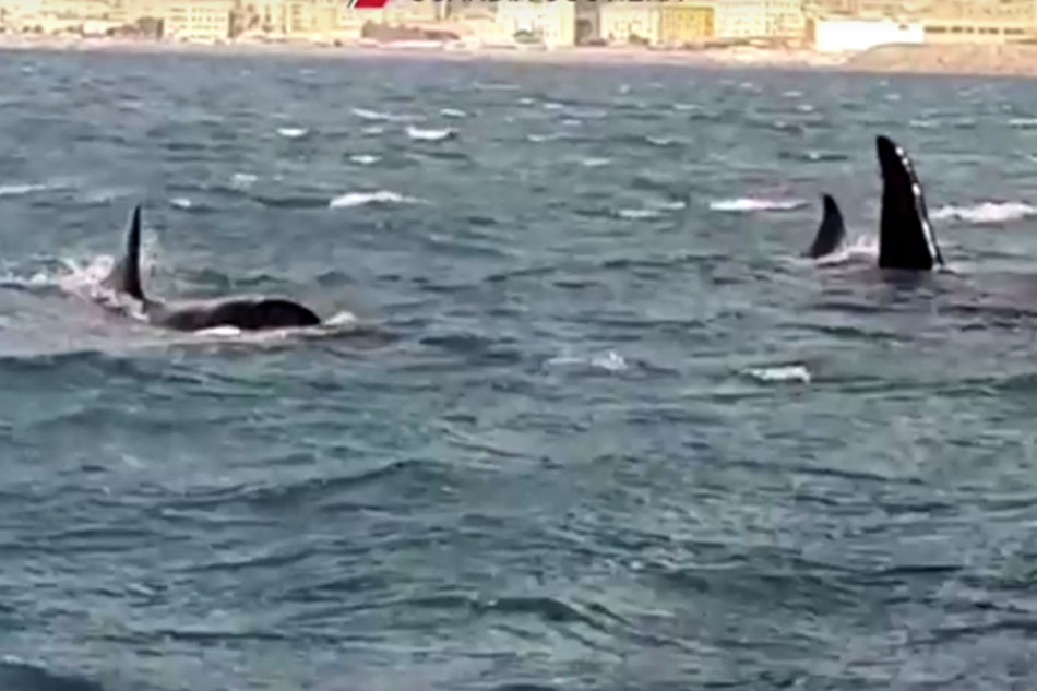 Killer whales migrate from Iceland to Italy, delighting locals | ABS ...