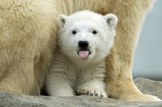 Finja says hello on World Polar Bear Day
