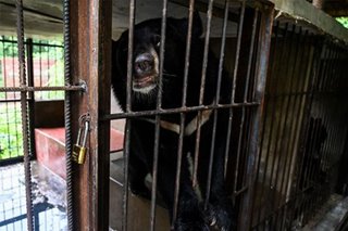 Bear bile in virus treatment irks Chinese activists