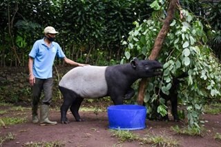 Virus pushes Indonesia zoo animals to brink of starvation