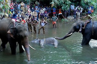 India arrests man over shocking death of elephant