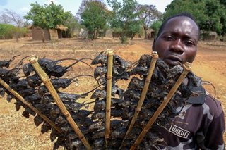 'Sagana sa protina': Mga 'kebab' na daga patok sa Malawi ngayong pandemya