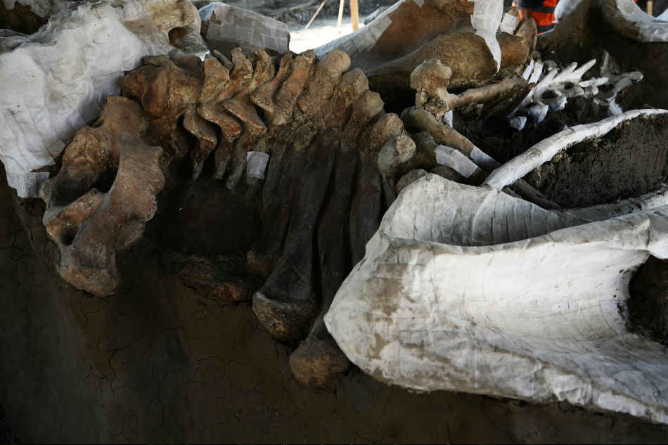 Partial view of part of the skeletons of mammoths found during an excavation in the municipality of Zumpango, Mexico, on September 8, 2020. Rodrigo Arangua, AFP/file