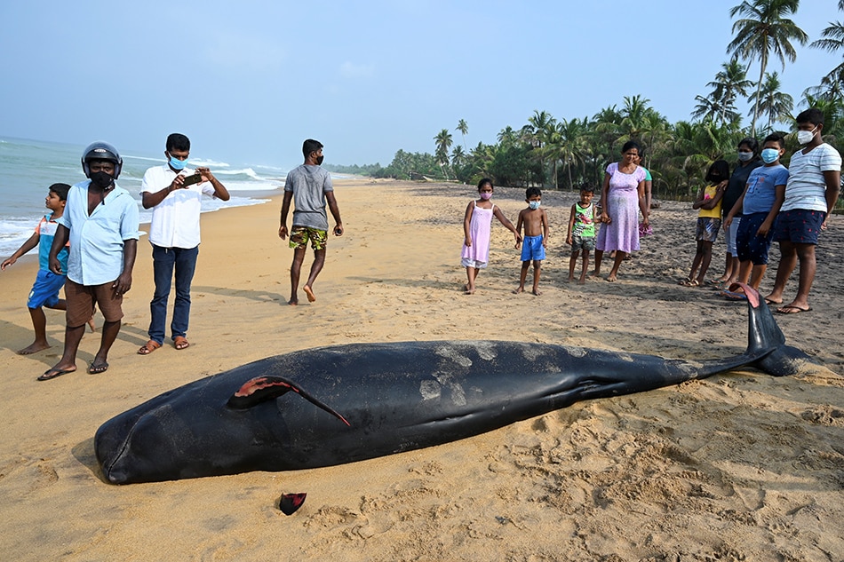 Sri Lanka rescues 120 whales after mass stranding 1