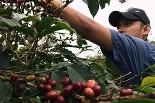 Brewing peace: How a coffee enterprise in Mindanao won the ‘Nobel Prize of Business’