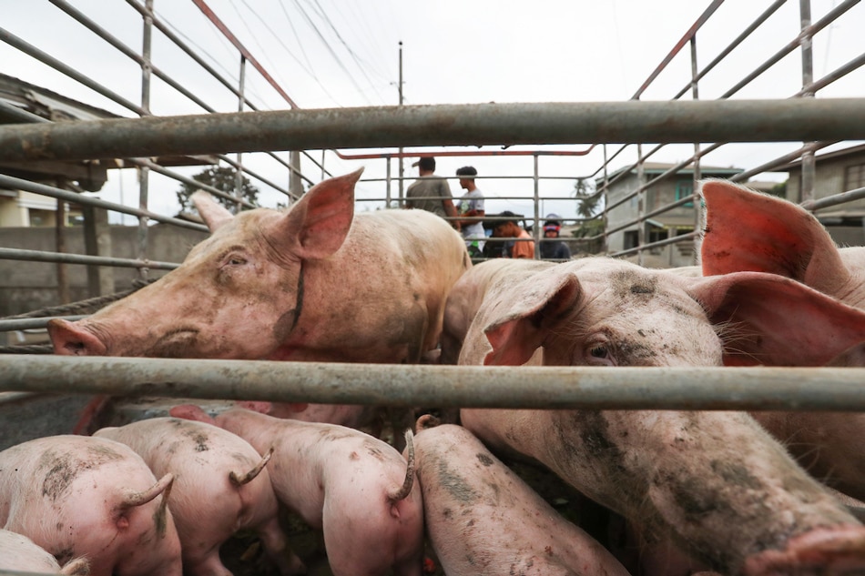 Cebu pork supply, with shortage pork producers Filipino News