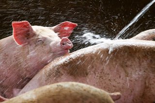 Live hogs, frozen pork from Visayas, Mindanao to ease supply shortage in Luzon: DA