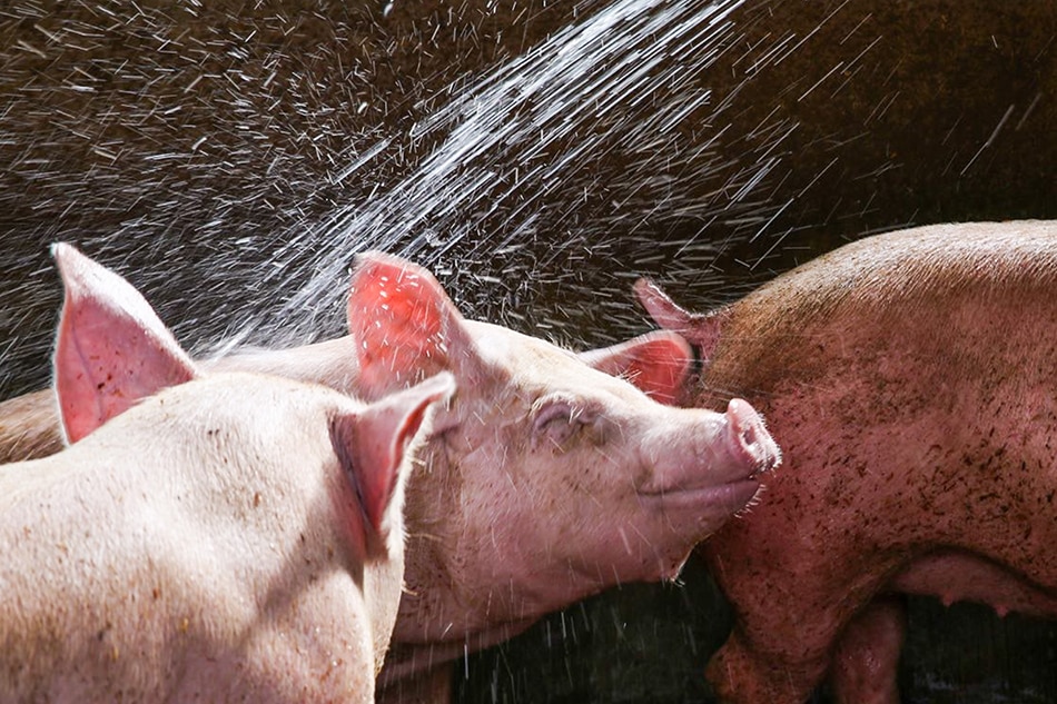 Pigs are hosed down inside a backyard hog raiser's pen. Jonathan Cellona, ABS-CBN News/File