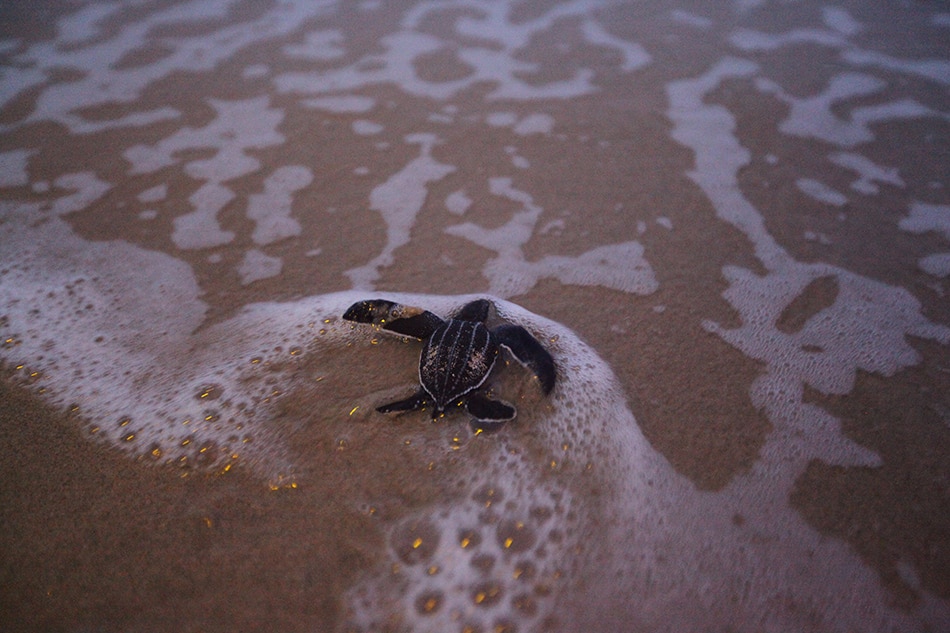 Deserted Thai beaches lure rare turtles to build most nests in 20 years 2