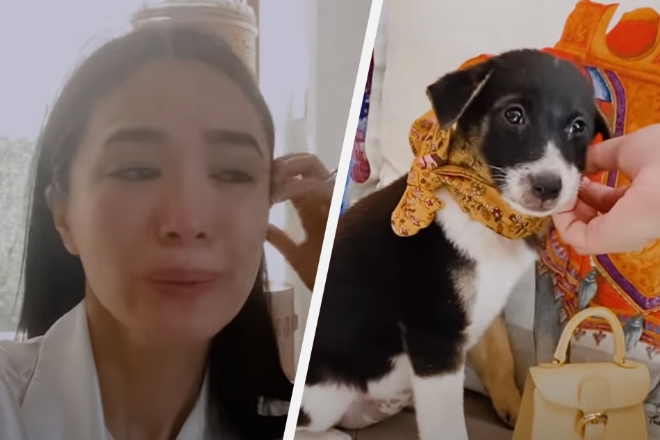 &#39;It&#39;s just very hard&#39;: Heart Evangelista mourns death of pup — first since she started fostering at 13 1